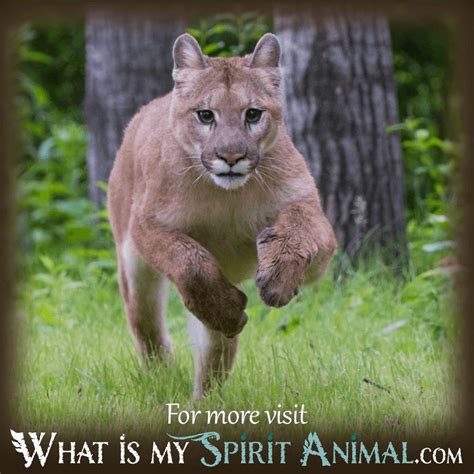 Common scenarios and instances of encountering a cougar in dreams