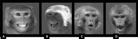 Communication Among Majestic Primates: Vocalizations, Gestures, and Facial Expressions