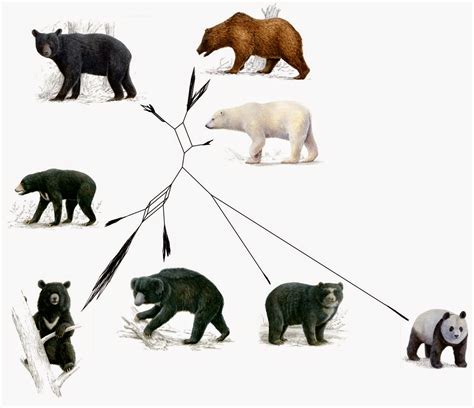 Communication and Interactions Amongst Bear Families: An Insight into their Social Dynamics