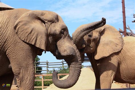 Companionship and Socialization: Can an Elephant Flourish as a Solo Companion?