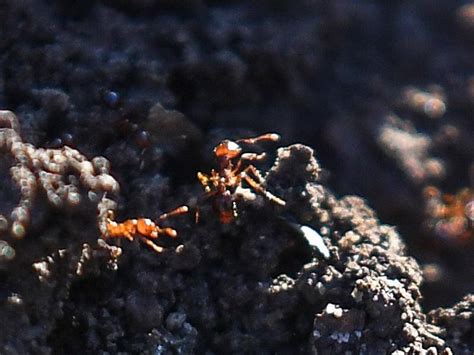 Conducting a Strategic Battle: Tactics to Eradicate Ant Infestations