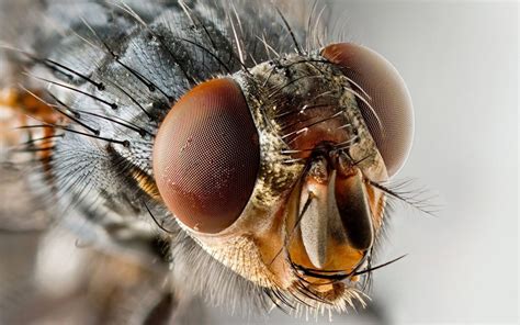 Confronting Nightmares: Coping with Infestations of Flies on the Human Body