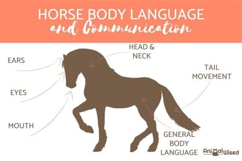 Connect with Horses on a Deeper Level: Understanding Horse Communication and Body Language