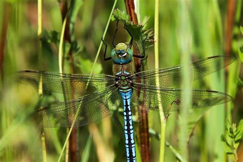 Connecting Golden Dragonflies and Personal Growth