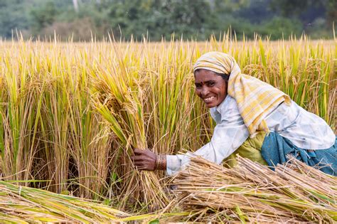 Connecting the Journey: Understanding the Significance of Rice Harvest