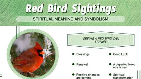 Connecting with Nature: Symbolism and Spiritual Significance of Avian Encounters