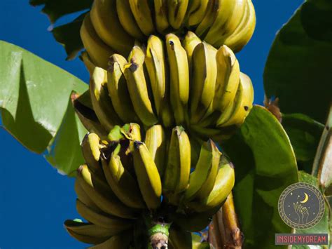 Connecting with Nature: The Symbolic Significance of the Banana Tree