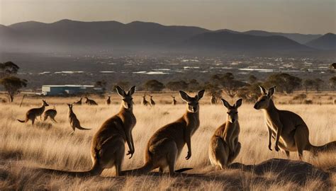 Conservation Challenges: Preserving the Future of Kangaroos in the Face of Threats and Human Interaction