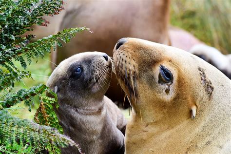 Conservation Challenges: Protecting the Future of Aerial Pinnipeds and Their Habitats