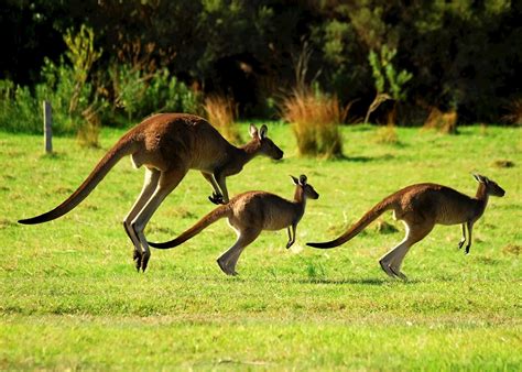 Conservation Efforts: Ensuring a Bright Future for Azure Kangaroos and their Ecosystem