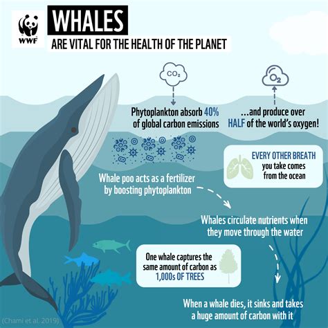 Conservation Efforts: Preserving the Whales and Their Fragile Ecosystem