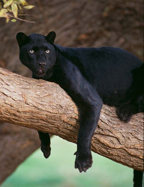 Conservation Efforts: Protecting the Endangered Black Panther Population