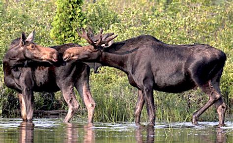 Conservation Efforts: Safeguarding the Imperiled Ebony Moose Population