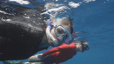 Conservation Efforts to Safeguard Majestic Stingrays