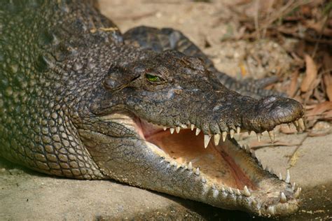 Conservation Initiatives for Enormous Crocodilians