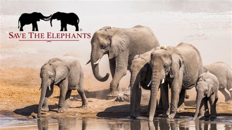 Conservation Matters: Supporting the Protection of Elephants in the Wild