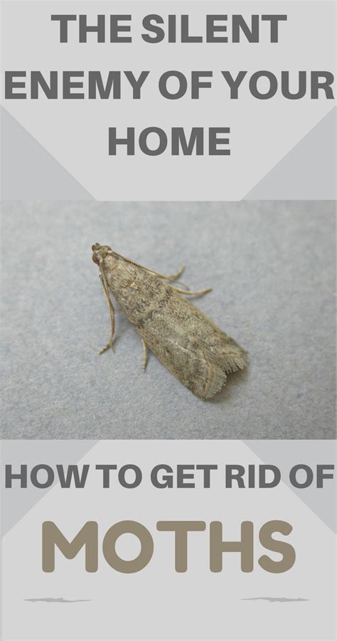 Coping Strategies for Managing Disturbing Infestation Dreams involving Flies