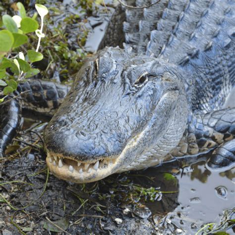 Cracking the Code: Strategies for Safely Navigating Crocodile Territory