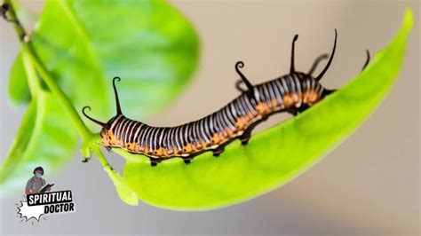 Cracking the Enigma: Interpreting the Symbolic Significance of a Caterpillar Found amidst the Tresses