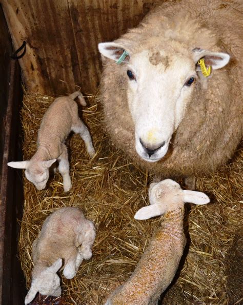 Cracking the Enigmatic Messages of Newborn Lamb Reveries