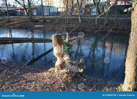 Cracking the Puzzle: Decoding the Significance of Being Gnawed Upon by a Beaver