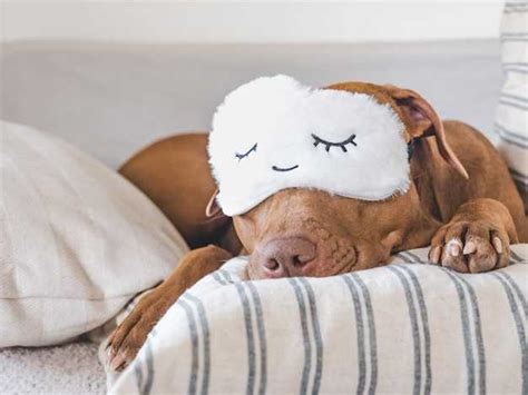 Cracking the Significance of Canine Mishaps during Dreams