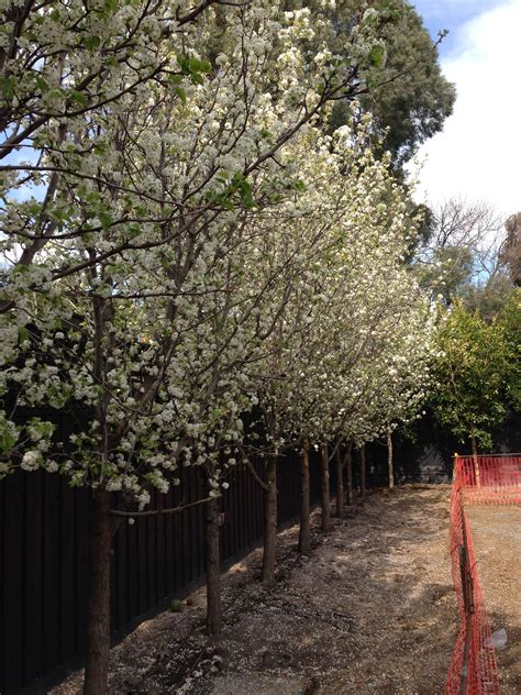 Crafting a Beautiful Backyard: Designing a Pear Tree Garden