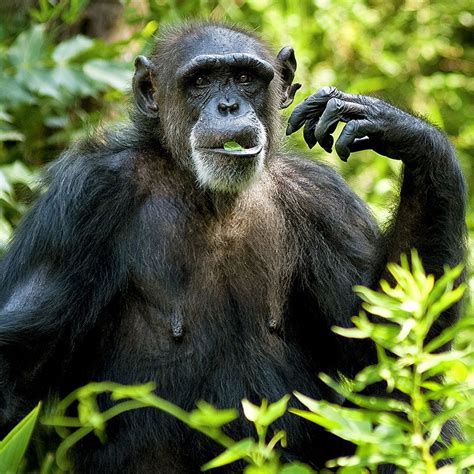 Creating Lasting Memories: Capturing the Beauty of Chimpanzees in their Natural Habitat