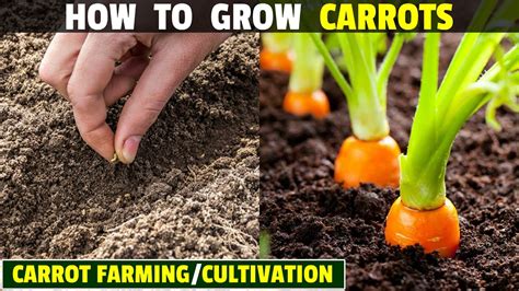 Creating Optimal Soil Conditions for Carrot Growth