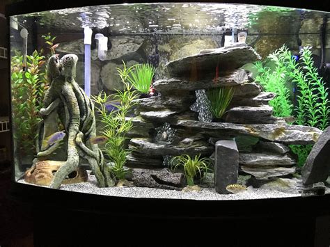 Creating a Natural Habitat: Decor and Plants for Your Aquarium