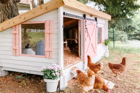 Creating a Secure and Cozy Habitat for Your Chickens