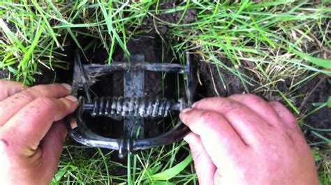 Creating an Effective Mole Trap: Putting Theory into Practice