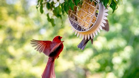 Creating an Inviting Environment for Young Cardinals to Visit or Build Nests in Your Yard