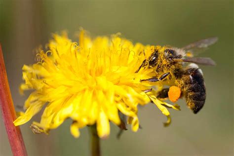 Creating an Irresistible Haven for Solitary Pollinators