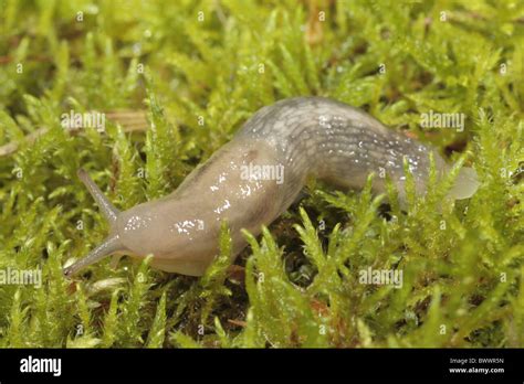 Creating an Undesirable Environment for Slugs