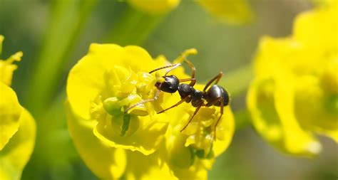 Creating and Maintaining an Ant Farm: A Step-by-Step Guide