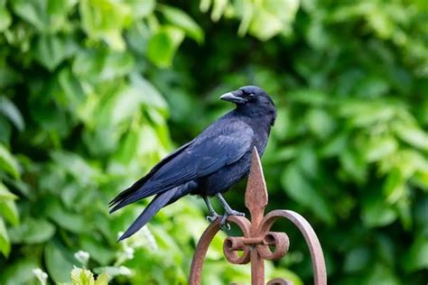 Crow Communication: Decoding the Intricate Language of a Sociable Avian