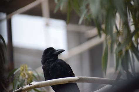 Crow Inside the House: An Unusual Symbol in Dreams