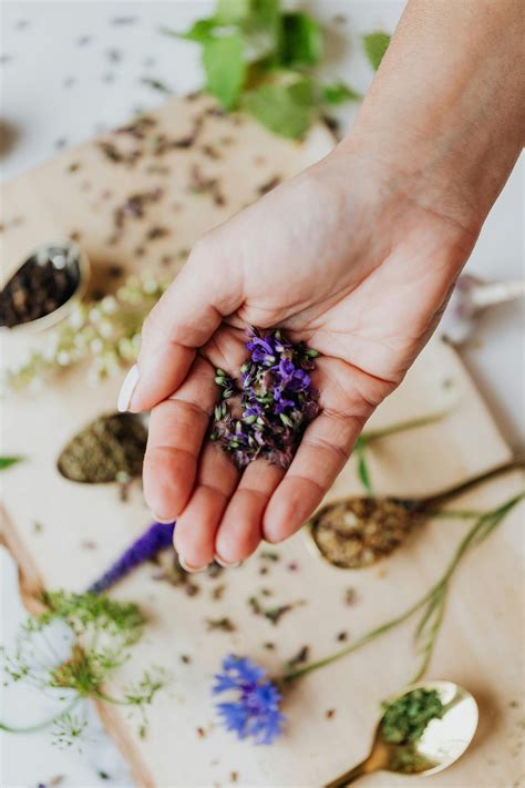 Cultivating Your Own Edible Flower Garden: Tips for Growing Purple Blooms at Home