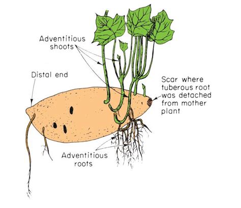 Cultivating a Passion for Tuberous Roots: Where It All Begins