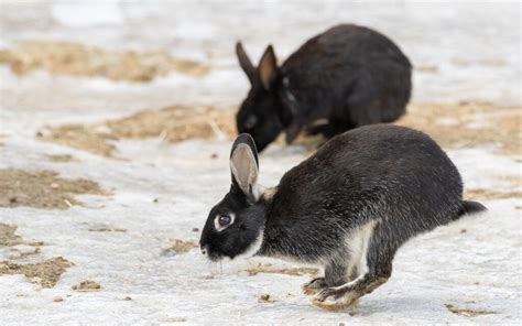 Cultural Perspectives: Rabbit Hunting Dreams in Different Traditions