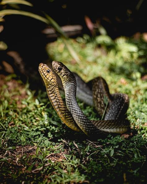 Cultural Significance: Cobras in Mythology and Folklore