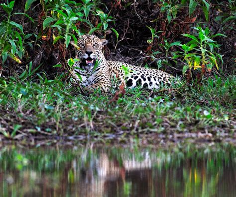 Cultural Significance: The Role of Jaguars in Indigenous Beliefs and Mythology