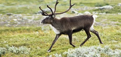 Cultural Significance: The Symbolism of Soaring Reindeer