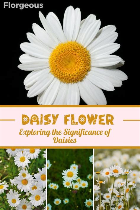 Cultural Significance and Customs Associated with Daisies Worldwide