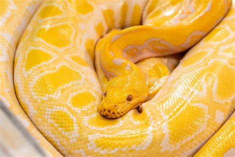 Cultural and Economic Significance of the Golden Python in Modern Times