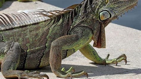 Cultural and Mythological Perspectives on the Symbolism of Iguanas in Dreams