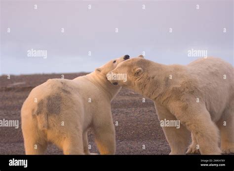 Curious Delights: Unveiling the Behavior of Infant Arctic Ursus