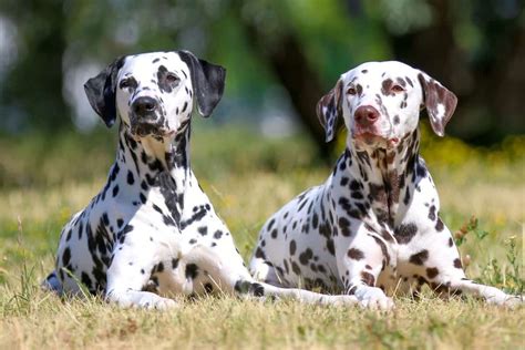 Dalmatians as Family Companions: Can They Be Your Ideal Match?