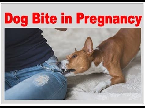 Dangers of Canine Bites during Maternity